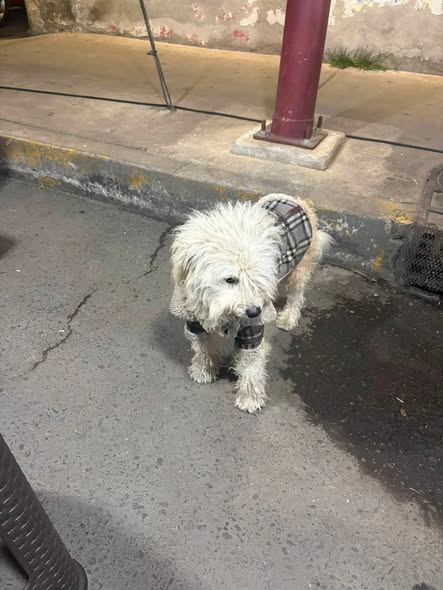 Dog sighting photo