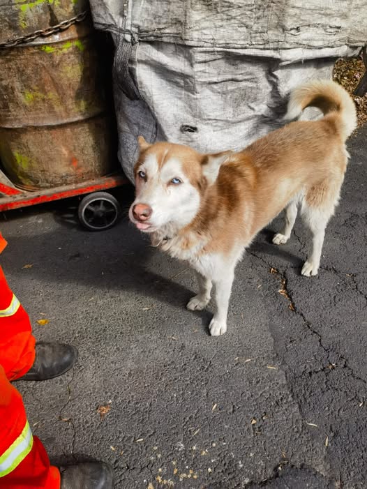 Foto del avistamiento de perro