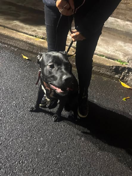 Foto del avistamiento de perro