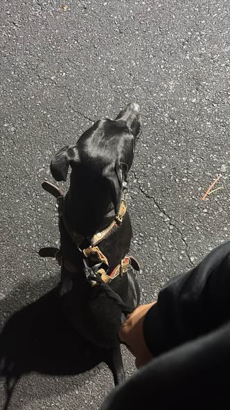 Dog sighting photo