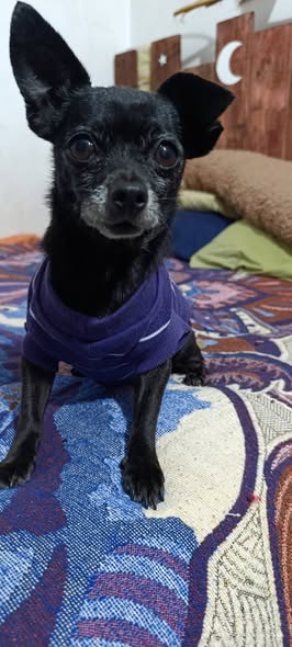 Foto del avistamiento de perro