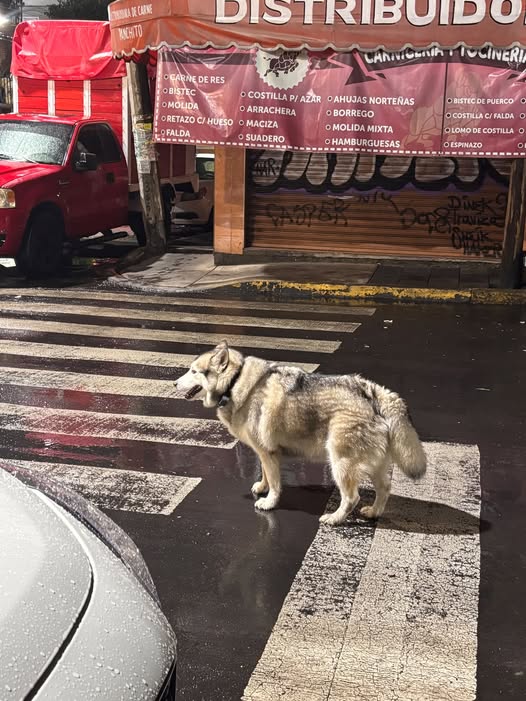 Foto del avistamiento de perro