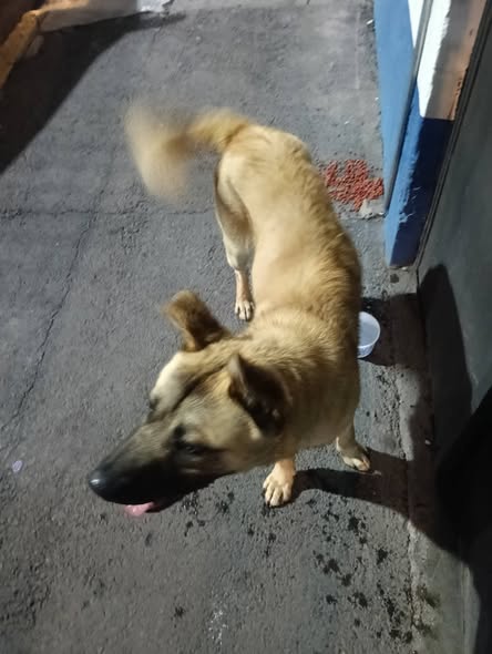 Foto del avistamiento de perro