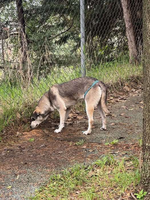 Dog sighting photo