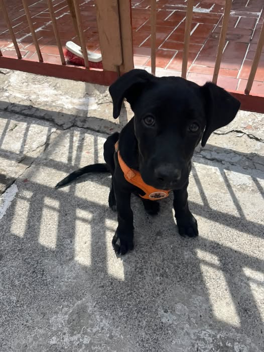 Foto del avistamiento de perro