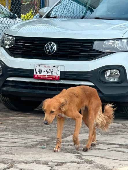 Foto del avistamiento de perro