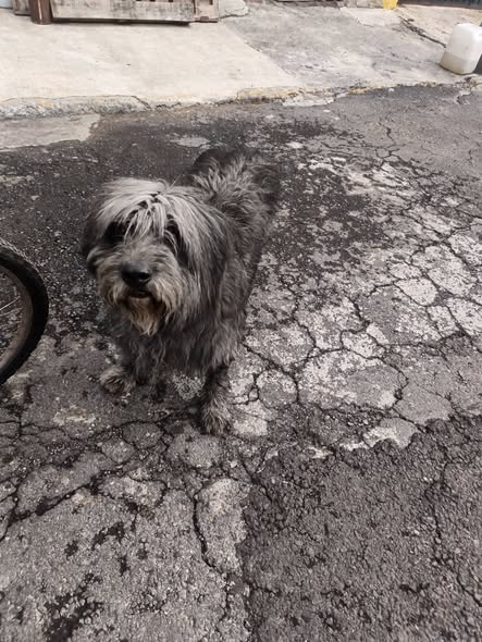Dog sighting photo
