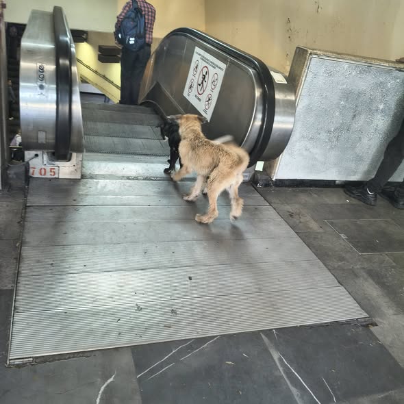 Foto del avistamiento de perro