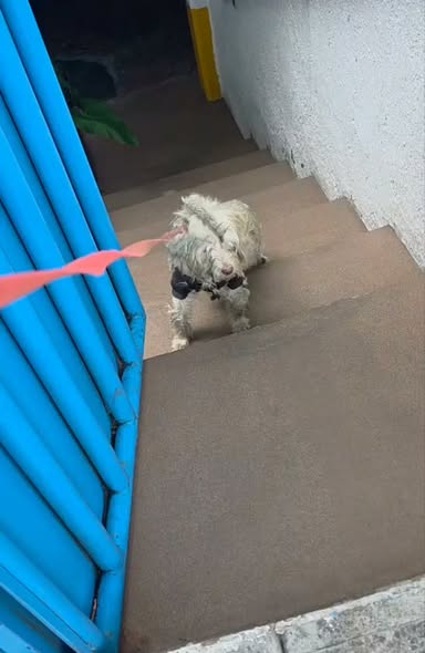 Dog sighting photo