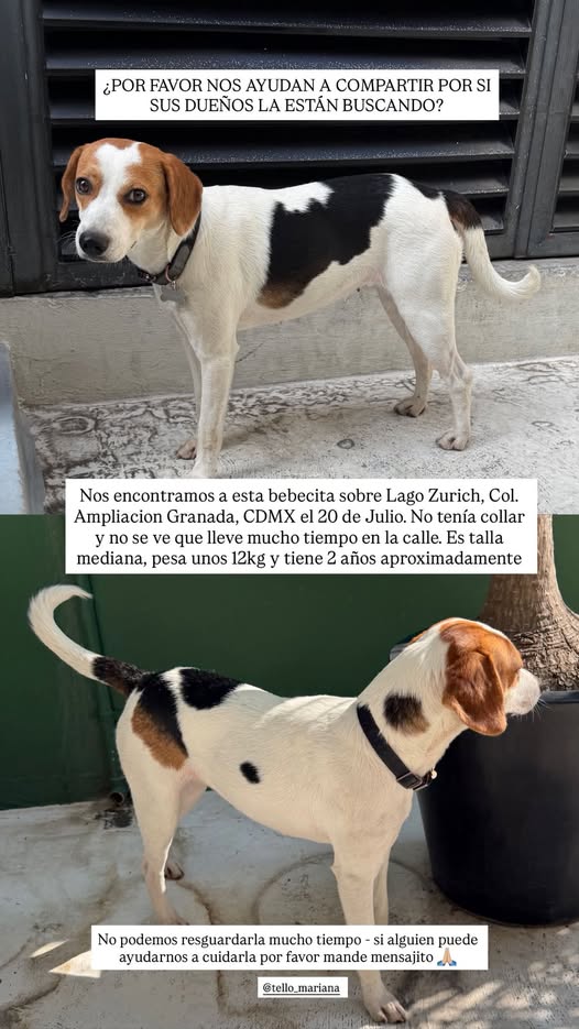 Foto del avistamiento de perro