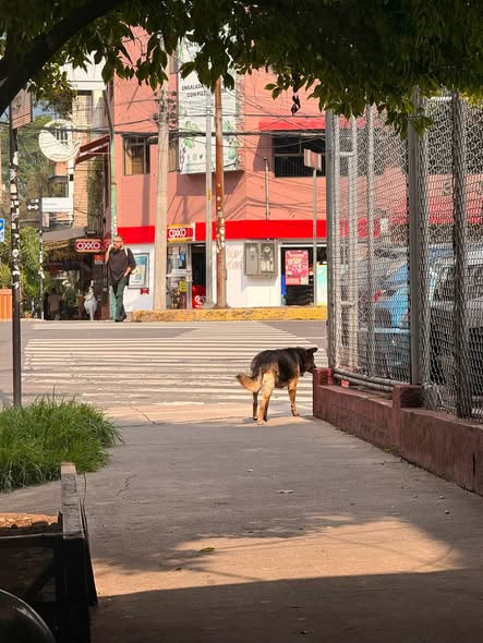 Foto del avistamiento de perro