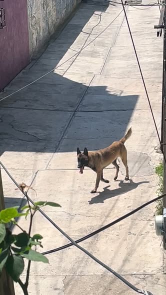 Foto del avistamiento de perro