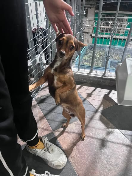 Foto del avistamiento de perro