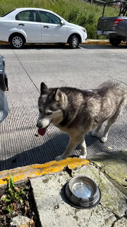 Foto del avistamiento de perro