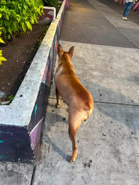 Dog sighting photo