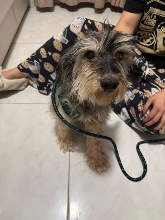 Foto del avistamiento de perro