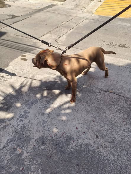Dog sighting photo