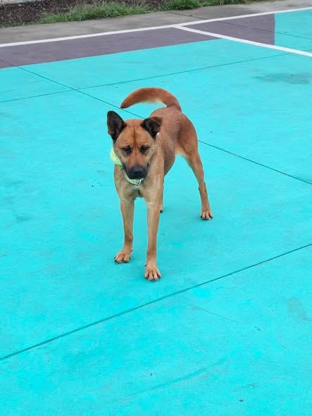 Dog sighting photo