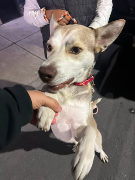 Foto del avistamiento de perro