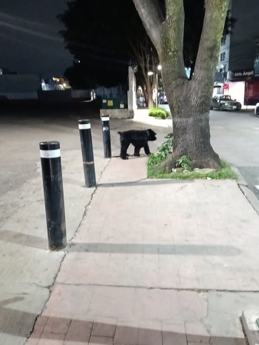 Foto del avistamiento de perro