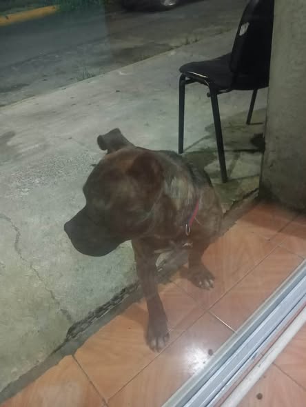 Dog sighting photo