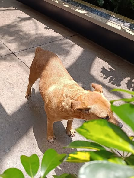 Foto del avistamiento de perro