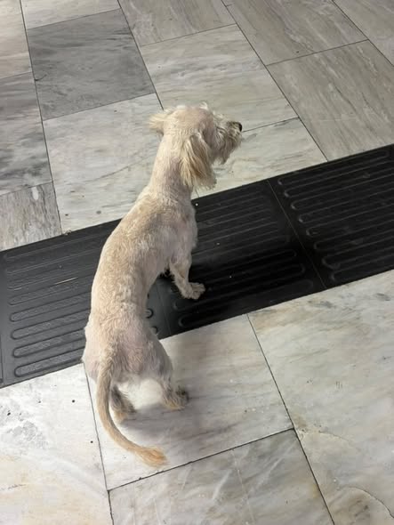 Foto del avistamiento de perro