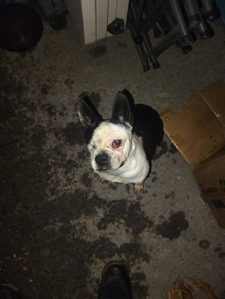 Foto del avistamiento de perro