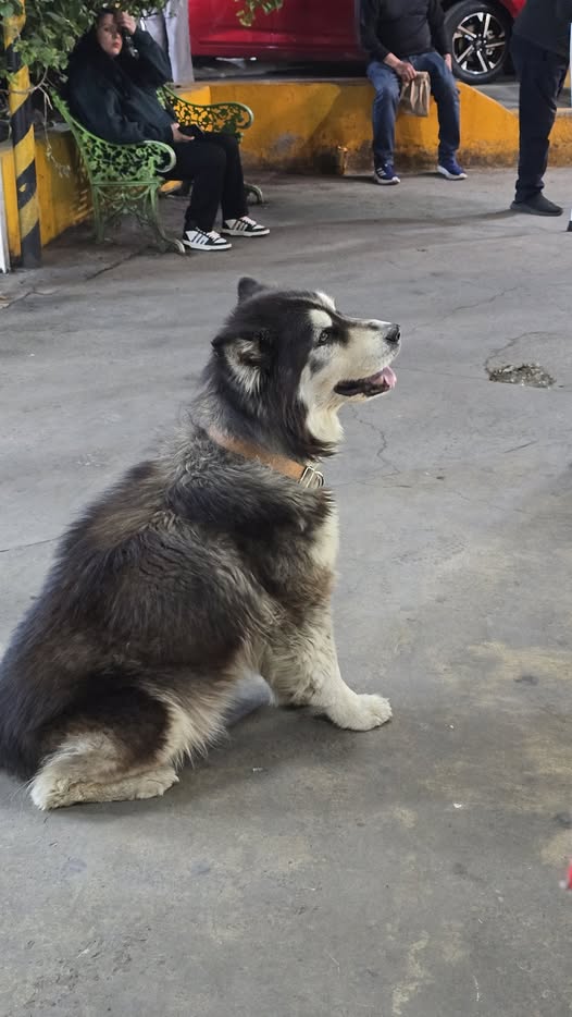 Foto del avistamiento de perro