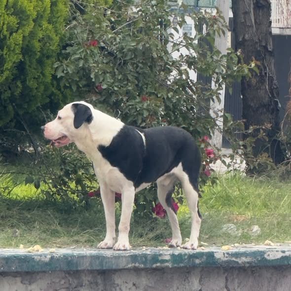 Foto del avistamiento de perro