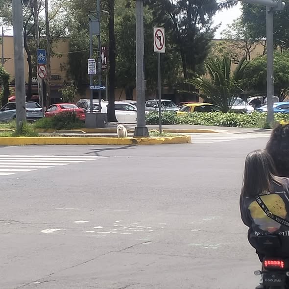 Dog sighting photo