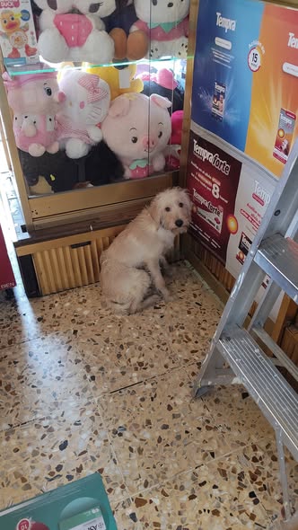 Dog sighting photo