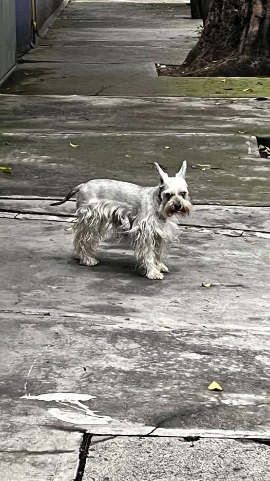 Foto del avistamiento de perro