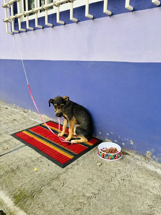 Dog sighting photo