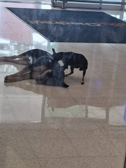 Foto del avistamiento de perro