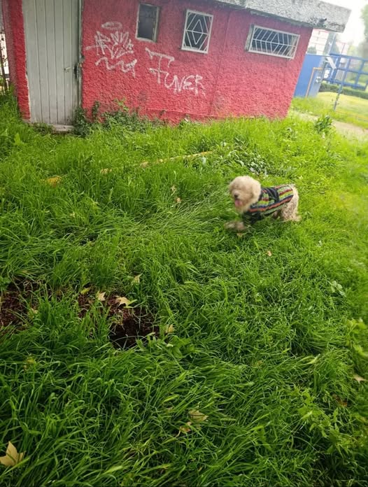Dog sighting photo