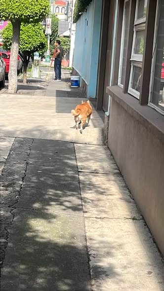 Foto del avistamiento de perro
