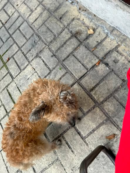 Foto del avistamiento de perro