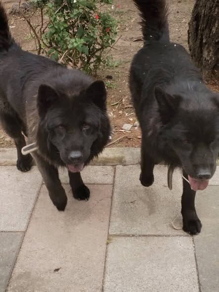 Dog sighting photo