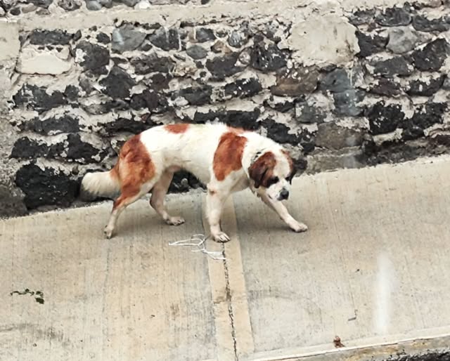 Foto del avistamiento de perro
