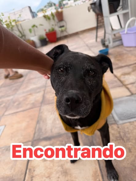 Foto del avistamiento de perro