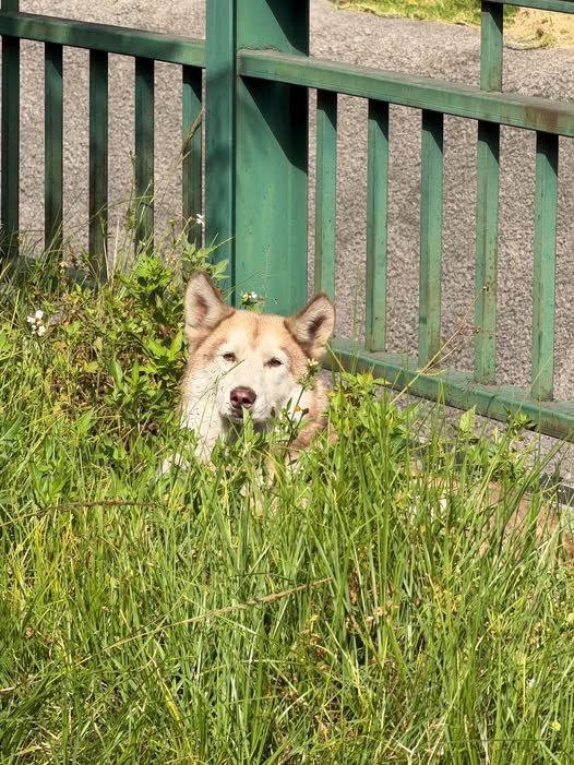 Dog sighting photo