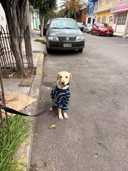 Foto del avistamiento de perro