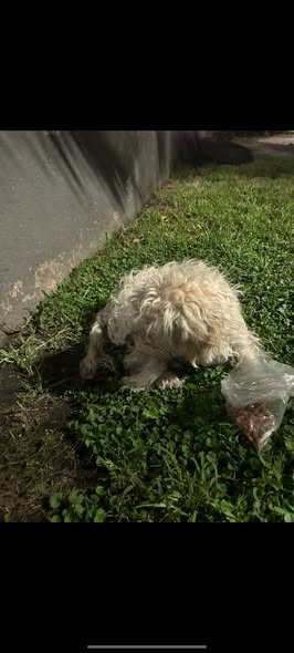 Foto del avistamiento de perro