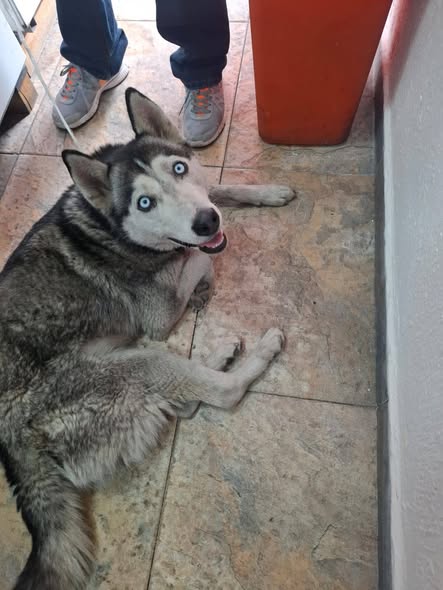 Foto del avistamiento de perro