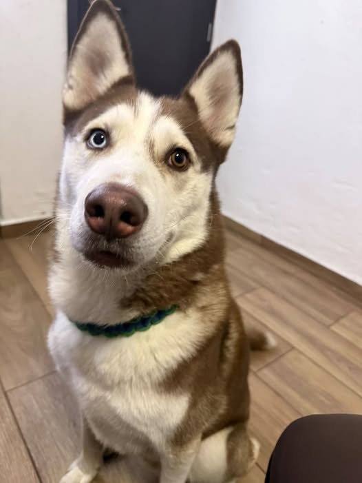 Dog sighting photo