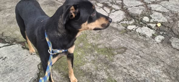 Foto del avistamiento de perro