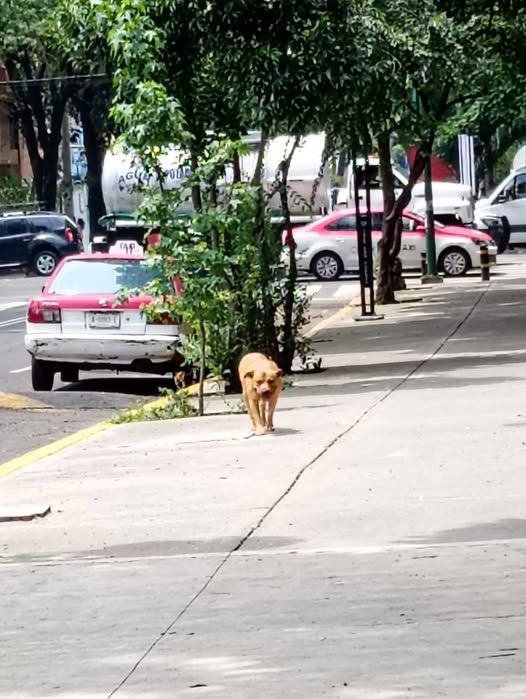 Dog sighting photo