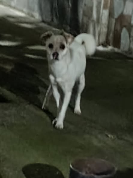 Foto del avistamiento de perro