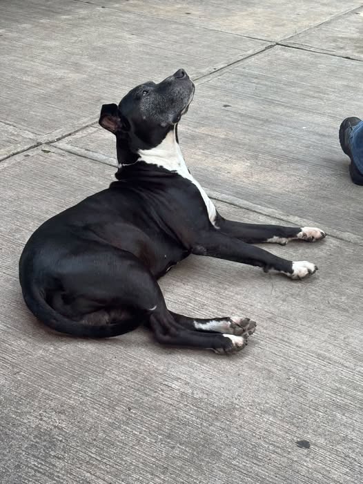Foto del avistamiento de perro